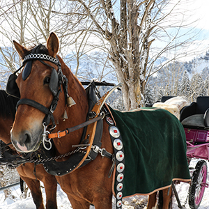 Sonnenterrasse Braunwald Pferde Kutsche